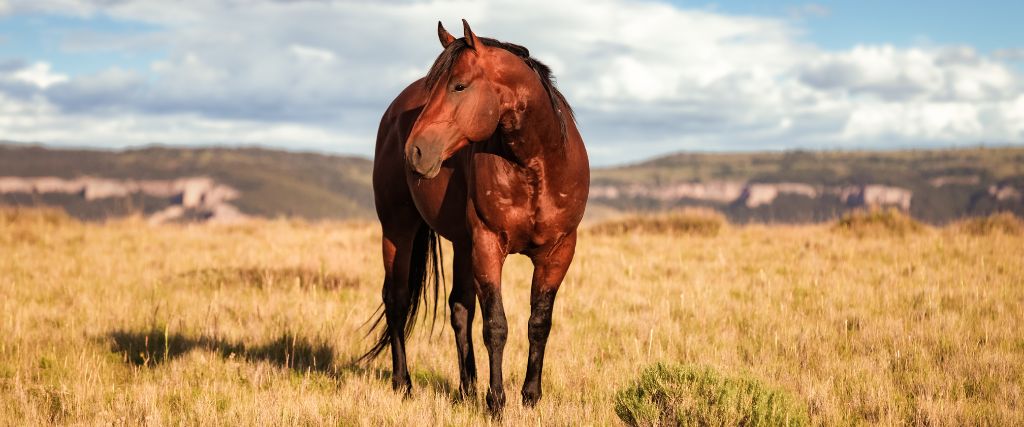 The American Quarter Horse