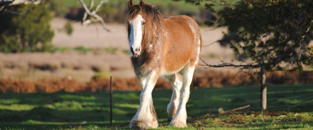 The Clydesdale Horse
