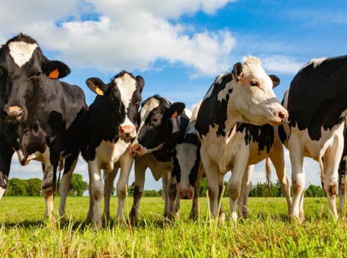 Cow Appreciation Day: The Importance of Dairy Cows in Our Lives and Ecosystem