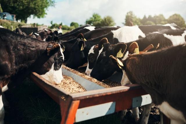Complete Cattle Haul-In Facility