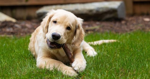 Dental Care for Cats and Dogs