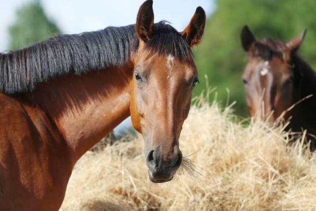 Equine Dental & Preventative Care