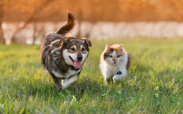 Small Animal Preventative Care